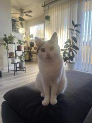 Lost Male Cat last seen Amador & Jackson Street Hayward CA, Hayward, CA 94544