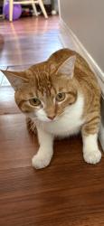 Reunited Unknown Cat last seen Dearborn Park s, Chicago, IL 60605
