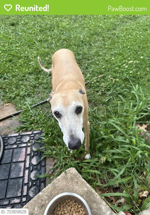 Reunited Male Dog last seen 41st and Sheridan, Tulsa, OK 74135