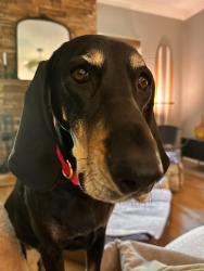 Reunited Female Dog last seen Weddington Swim Club, Matthews, NC 28104