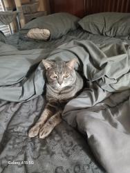 Reunited Male Cat last seen Louise & Mayall, Los Angeles, CA 91325