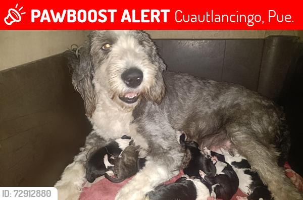 Lost Female Dog last seen Calle Villalonga , Cuautlancingo, Pue. 