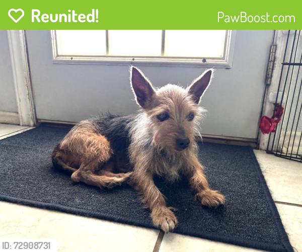 Reunited Female Dog last seen Near Cerezo , San Antonio, TX 78250