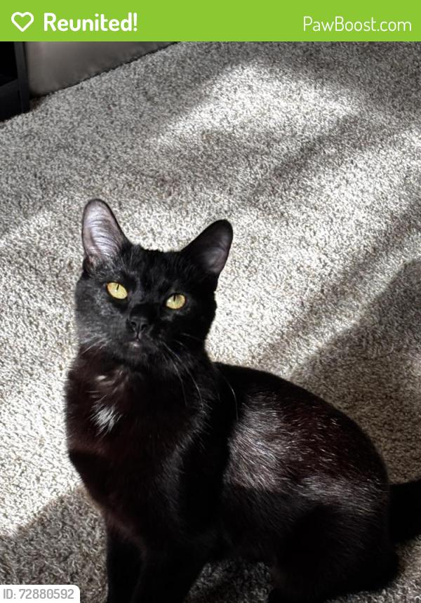 Reunited Female Cat last seen Harbour apmts, Clinton Township, MI 48038