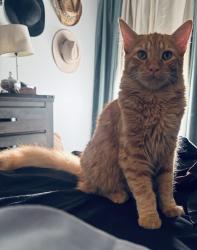 Reunited Male Cat last seen 51st Ave. And Peoria., Glendale, AZ 85304