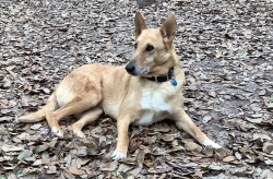 Reunited Female Dog last seen Hubert Spiers Rd at McNeill Steephollow Rd, Carriere, MS 39426