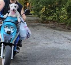 Reunited Male Dog last seen Near West Raymond Street and Kentucky Ave , Indianapolis, IN 46221