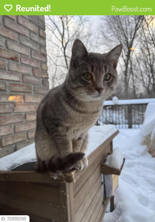 Reunited Male Cat last seen Rookery woods, Rochester Hills, MI 48309