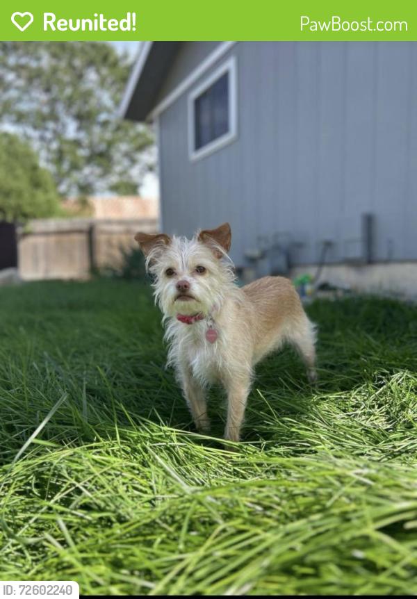 Reunited Female Dog last seen 40th ave & 4th street, Greeley, CO 80634
