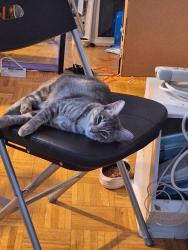 Reunited Female Cat last seen Calef road, Manchester, NH 03103