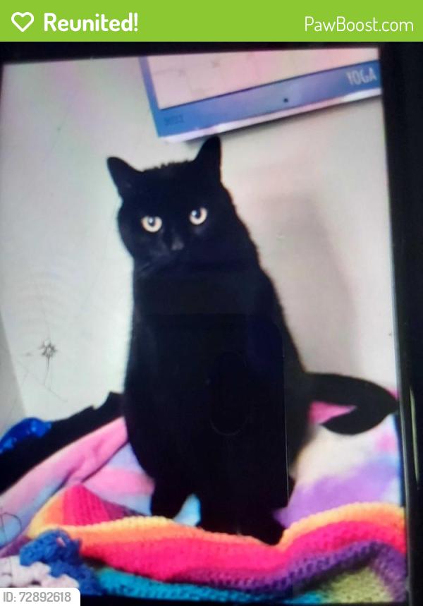 Reunited Male Cat last seen Gibraltar road, Lorane, PA 19606