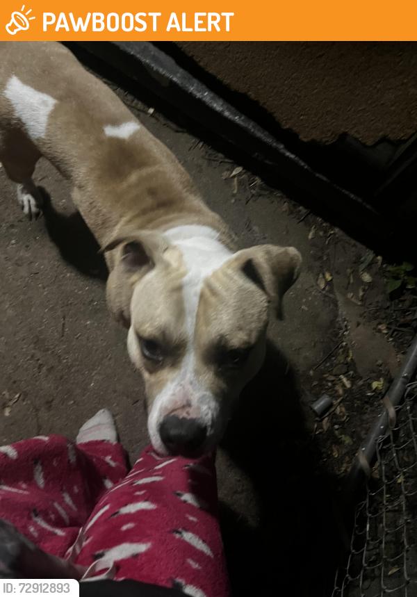 Found/Stray Male Dog last seen Inkster and Annapolis , Dearborn Heights, MI 48125