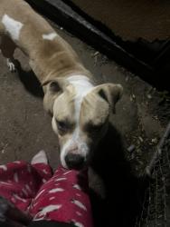 Found/Stray Male Dog last seen Inkster and Annapolis , Dearborn Heights, MI 48125