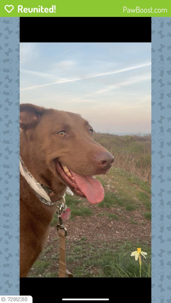 Reunited Male Dog last seen Prospect Drive , Stratford, CT 06615