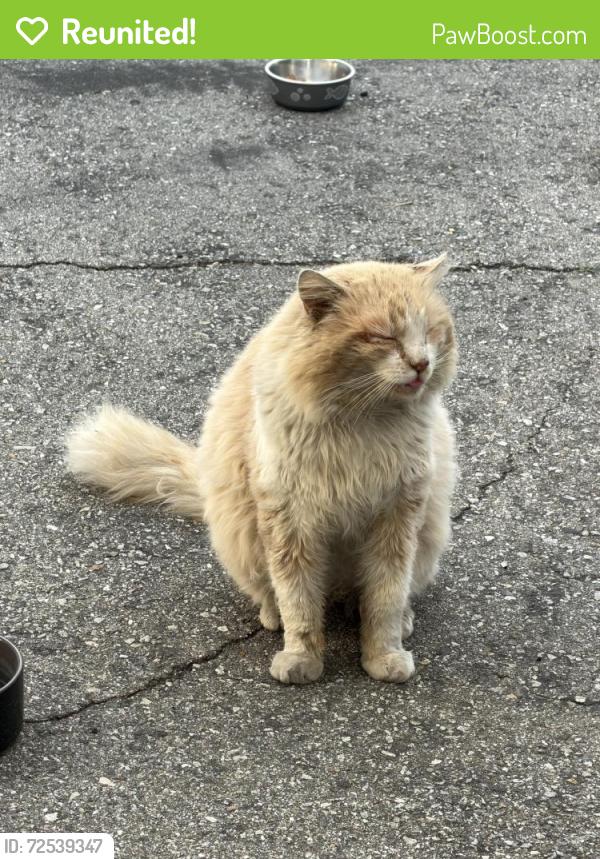 Reunited Unknown Cat last seen Cogswell Ave & McGirk Ave, El Monte, CA 91732