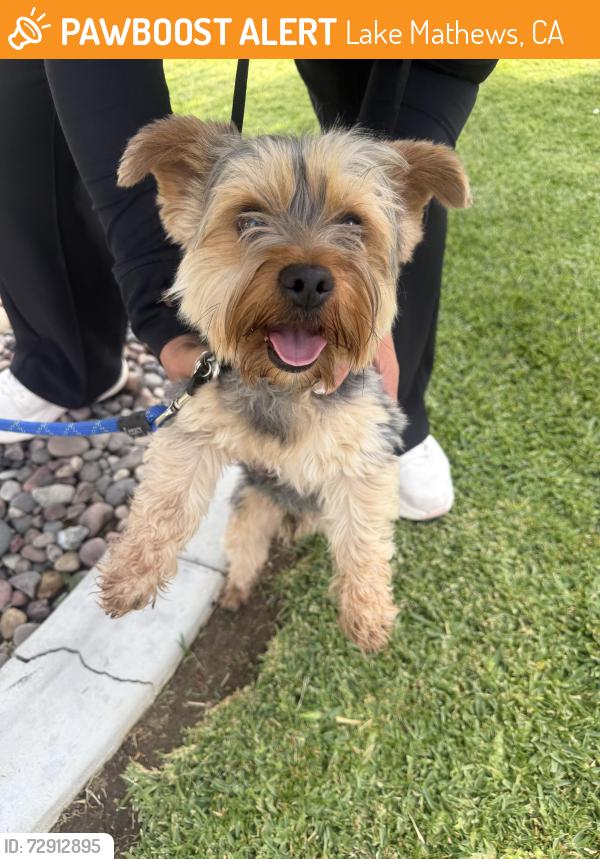 Found/Stray Male Dog last seen Willowbrook Lane Perris Ca, Lake Mathews, CA 92570