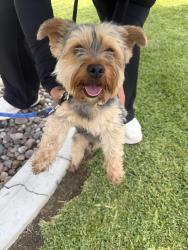Found/Stray Male Dog last seen Willowbrook Lane Perris Ca, Lake Mathews, CA 92570