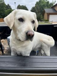 Reunited Male Dog last seen Cottonwood Creek, Englewood, CO 80111