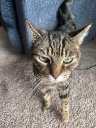 Lost Male Cat last seen East Beltline and 28th St SE, Grand Rapids, MI 49546