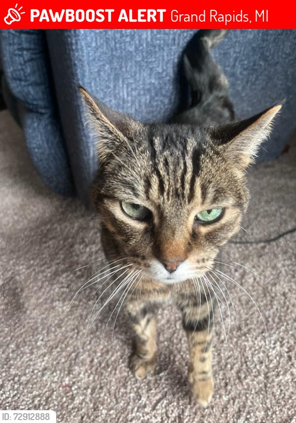 Lost Male Cat last seen East Beltline and 28th St SE, Grand Rapids, MI 49546