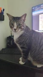 Reunited Male Cat last seen Near NW 13th St, Boca Raton, FL 33486, USA, Boca Raton, FL 33486