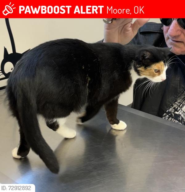 Lost Female Cat last seen Telephone Rd & SW 3rd St, Moore, OK 73160