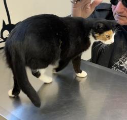 Lost Female Cat last seen Telephone Rd & SW 3rd St, Moore, OK 73160
