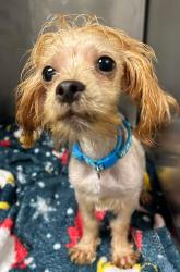 Found/Stray Unknown Dog last seen Located at Rockdale County Animal Service, 1506 Rockbridge Road, Conyers, GA 30012, Conyers, GA 30012