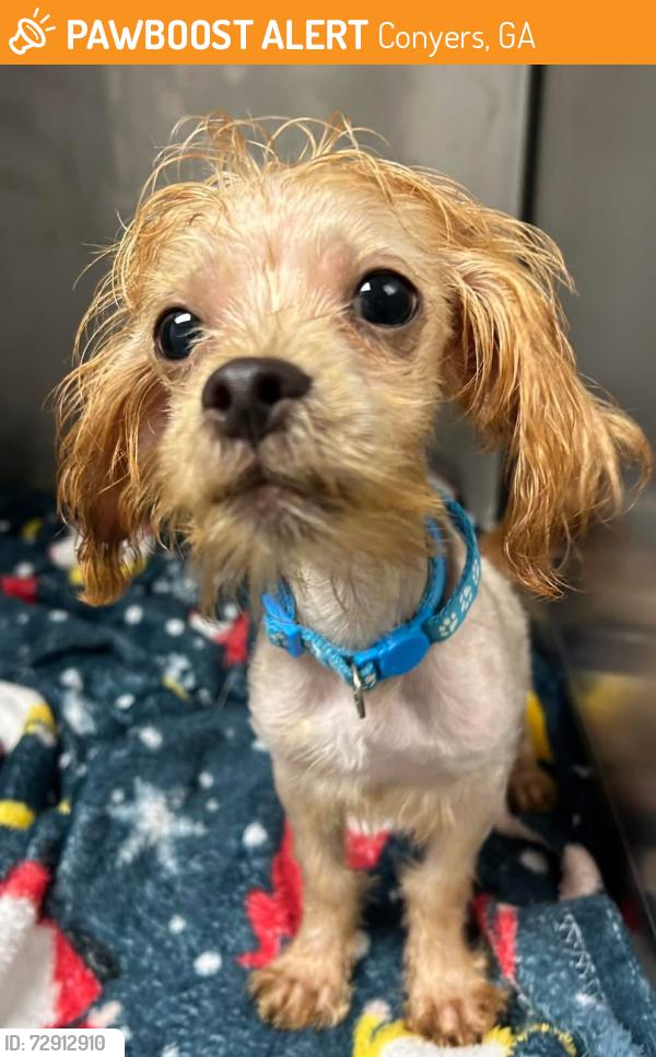 Found/Stray Unknown Dog last seen Located at Rockdale County Animal Service, 1506 Rockbridge Road, Conyers, GA 30012, Conyers, GA 30012
