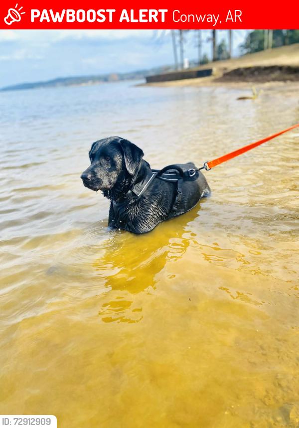 Lost Male Dog last seen Oak street, Conway, AR 72034