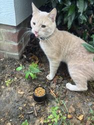 Found/Stray Male Cat last seen Near the intersection of O and N 24th street , Richmond, VA 23223