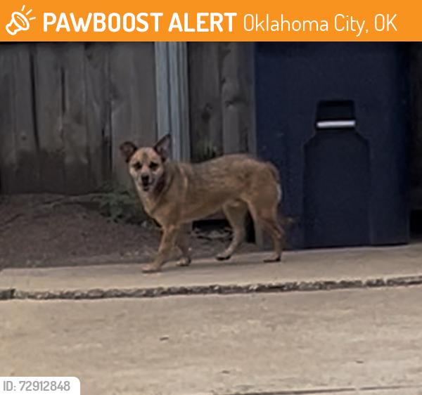 Found/Stray Male Dog last seen Willow Brook and Leaning Elm , Oklahoma City, OK 73120