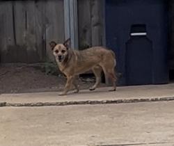 Found/Stray Male Dog last seen Willow Brook and Leaning Elm , Oklahoma City, OK 73120
