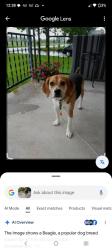 Reunited Female Dog last seen Live oak st, Mesquite, TX 75150