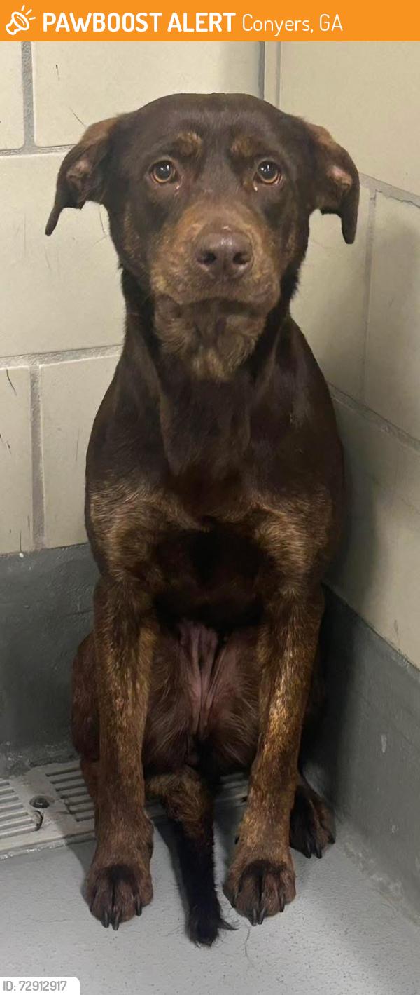 Found/Stray Unknown Dog last seen Located at Rockdale County Animal Service, 1506 Rockbridge Road, Conyers, GA 30012, Conyers, GA 30012