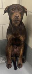 Found/Stray Unknown Dog last seen Located at Rockdale County Animal Service, 1506 Rockbridge Road, Conyers, GA 30012, Conyers, GA 30012