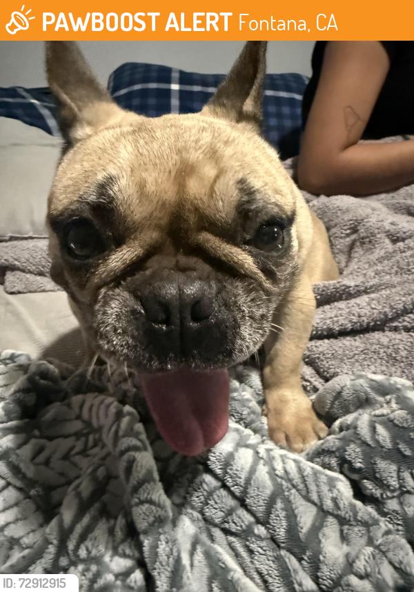 Found/Stray Female Dog last seen Hemlock ave and foothill blvd, Fontana, CA 92335