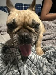 Found/Stray Female Dog last seen Hemlock ave and foothill blvd, Fontana, CA 92335