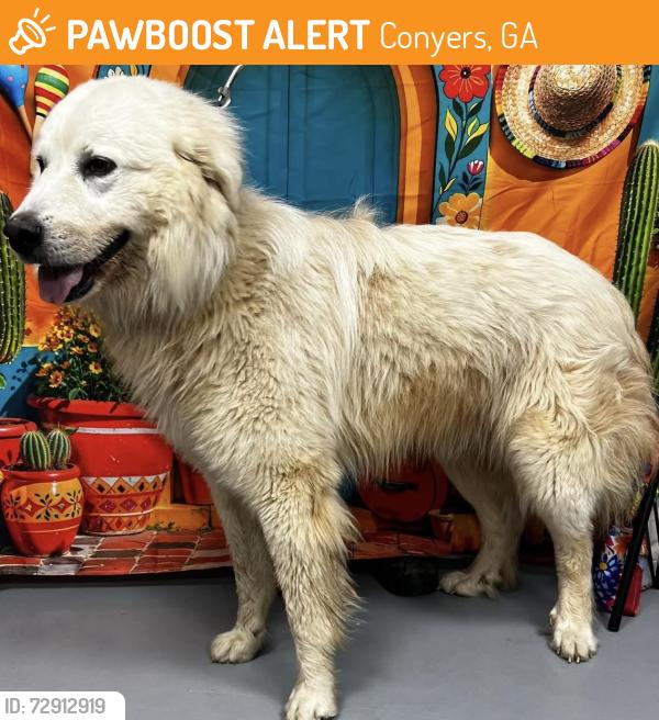 Found/Stray Unknown Dog last seen Located at Rockdale County Animal Service, 1506 Rockbridge Road, Conyers, GA 30012, Conyers, GA 30012