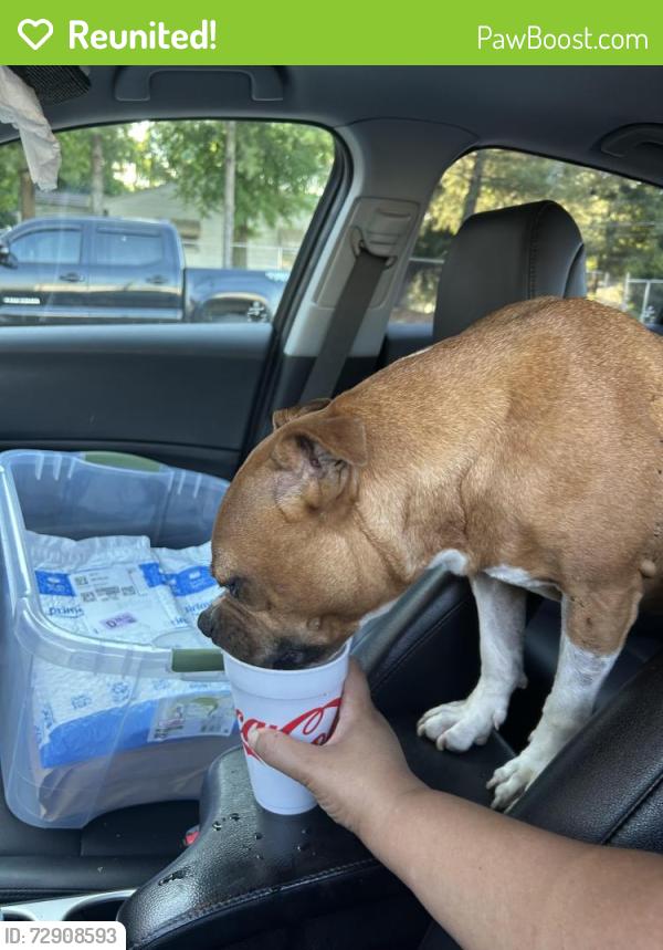 Reunited Male Dog last seen Cranford, Winston-Salem, NC 27107