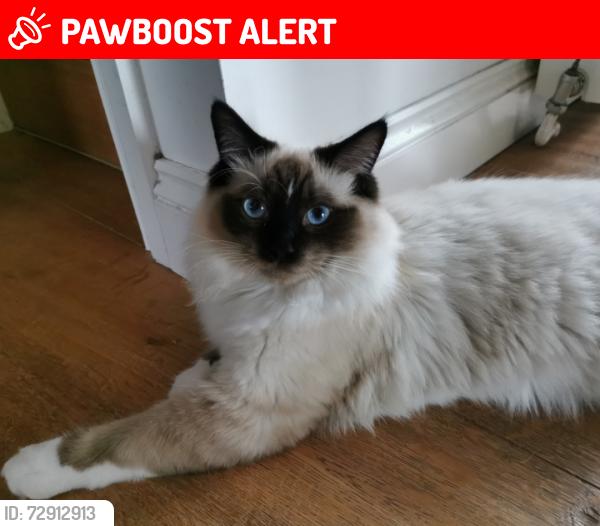 Lost Male Cat last seen Fields, Rempstone, England LE12 6RW