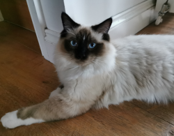 Lost Male Cat last seen Fields, Rempstone, England LE12 6RW