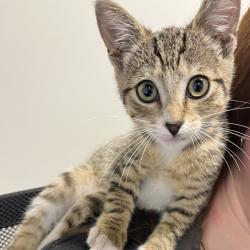 Shelter Stray Female Cat last seen , Tampa, FL 33607