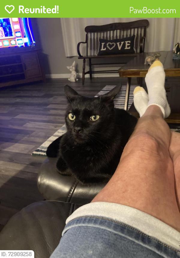 Reunited Male Cat last seen Old Venice Road and Tropic Dr, Osprey, FL 34229