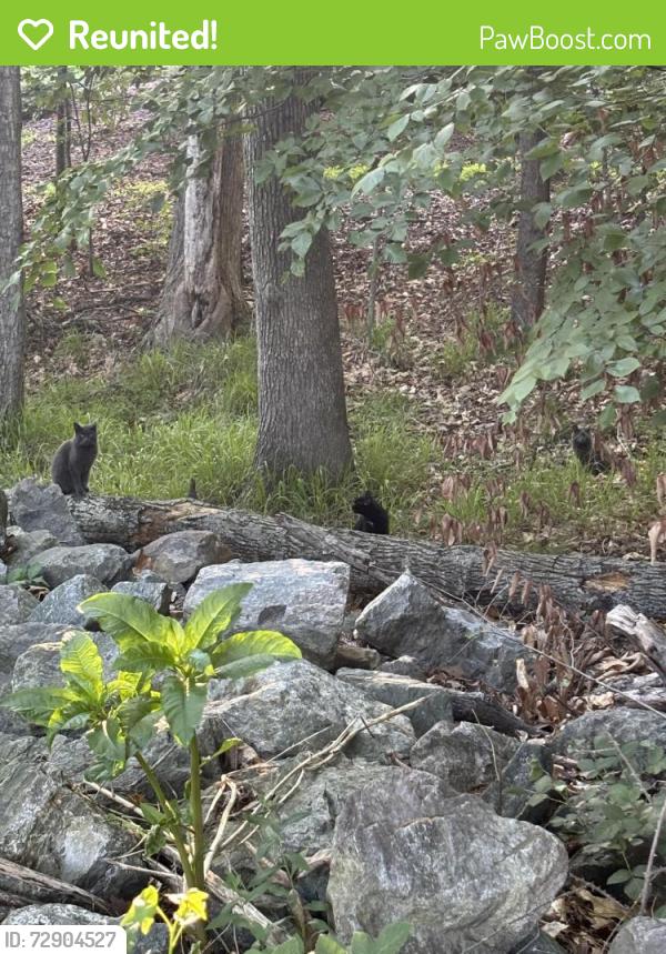 Reunited Unknown Cat last seen Across from Tarrington neighborhood pool, Chesterfield County, VA 23113