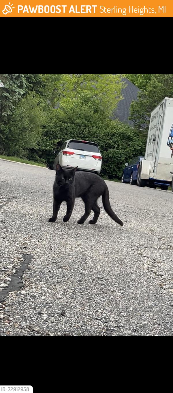 Found/Stray Unknown Cat last seen Ryan road, Sterling Heights, MI 48312