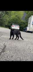 Found/Stray Unknown Cat last seen Ryan road, Sterling Heights, MI 48312