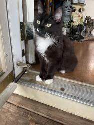 Lost Male Cat last seen Selene Dr and Martin Rd, Stone Mountain, GA 30088