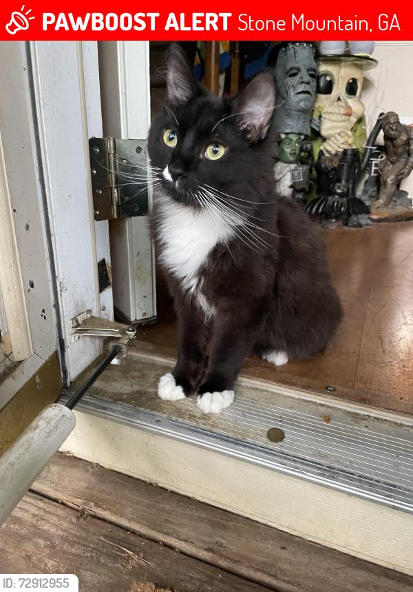 Lost Male Cat last seen Selene Dr and Martin Rd, Stone Mountain, GA 30088
