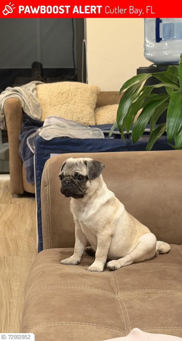 Lost Male Dog last seen Eagle Nest Road. , Cutler Bay, FL 33157